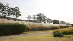 연무동 억새 산책길