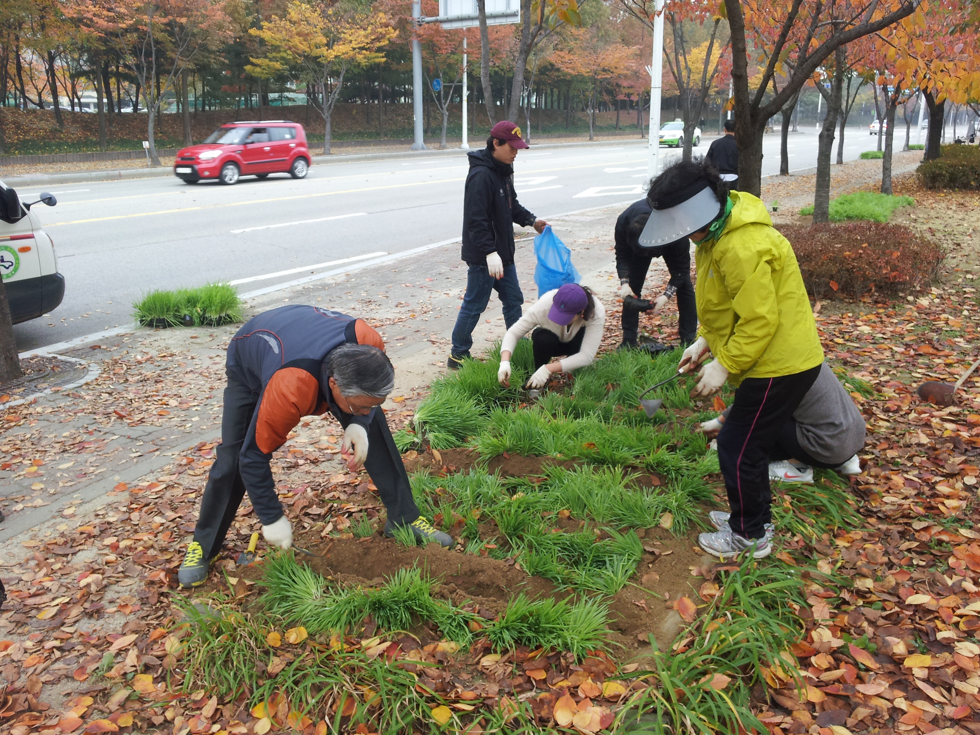 보리 식재1