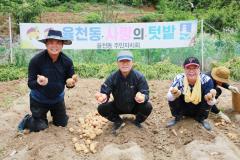 율천동 주민자치회, 사랑의 텃밭에서 감자 수확