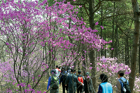광교산 산림욕장 사진