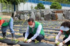 새마을단체 사랑의텃밭가꾸기 식재3번 사진