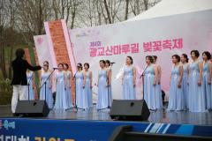 광교산마루길 벚꽃축제 (1일차)60번 사진