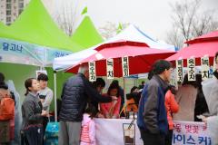 광교산마루길 벚꽃축제(2일차)15번 사진