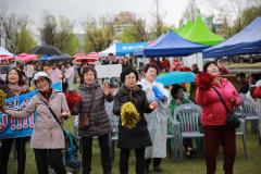 광교산마루길 벚꽃축제(2일차)21번 사진